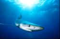 An estimated 6.2 to 6.5 million blue sharks are caught and killed each year