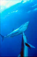 Research based on blue shark tagging has indicated that they travel with the seasons as water cools
