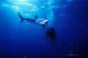 Blue sharks are found Worldwide in tropical and temperate seas