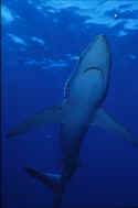 Blue sharks reach lengths of up to 14 Ft