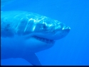 The strikingly beautiful blue shark holds the record for longest distance traveled: 3,716 miles across the Atlantic, averaging nearly forty-four miles a day 
