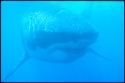 The Grey Reef Shark is the most common shark in tropical Pacific waters, the Caribbean, and the Bahamas, and are often suspected of attacks on divers
