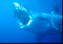 Dark gray, dusky bronze, or ashy blue above, the blacktip's trim body is pure white or yellowish white below, with a band of dark upper color extending backward along each side, and the pale color of its lower parts extending forward