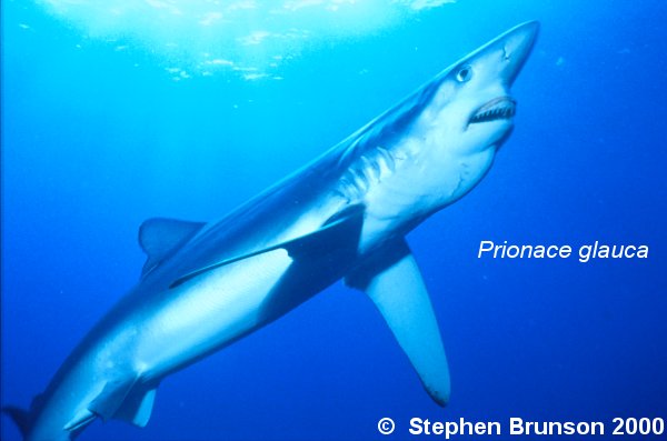 The world's most abundant oceanic shark, the blue shark (Prionace glauca) is a migrant in both the Atlantic and Pacific, but little is known about its migrations. Research based on blue shark tagging has indicated that they travel with the seasons as water cools. They also appear to have mating grounds in several areas, including the north Pacific and off Portugal