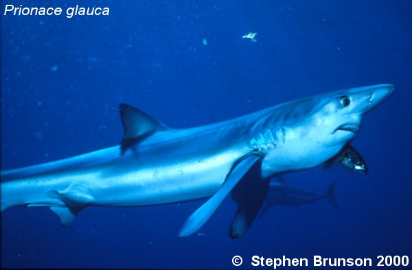 The world's most abundant oceanic shark, the blue shark (Prionace glauca) is a migrant in both the Atlantic and Pacific, but little is known about its migrations. Research based on blue shark tagging has indicated that they travel with the seasons as water cools. They also appear to have mating grounds in several areas, including the north Pacific and off the coast of Portugal