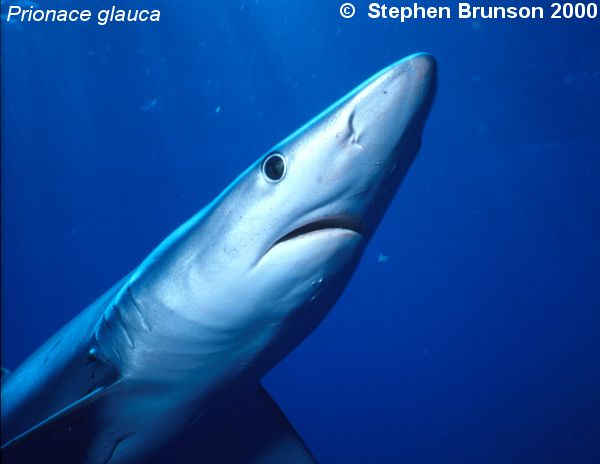 The world's most abundant oceanic shark, the blue shark (Prionace glauca) is a migrant in both the Atlantic and Pacific, but little is known about its migrations. Research based on blue shark tagging has indicated that they travel with the seasons as water cools. They also appear to have mating grounds in several areas, including the north Pacific and off the coast of Portugal