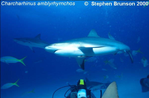 Gray sharks are often seen in schools of 20 - 100.  Groups of Grey sharks will often cooperate to ambush schools of small fish, swimming up to them from below. The Gray Reef Shark is commonly photographed, videotaped, and fed for an exciting diving experience for scuba divers in the Bahamas almost daily.