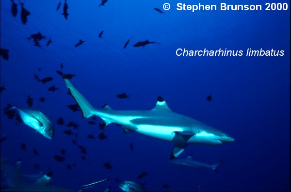 The conspicuously black-tipped fins of this shark are often seen in tropical and subtropical seas. Fishermen have watched groups of blacktip sharks, <I>Charcharhinus limbatus</I>, soaring upward in the sea to hit a school of prey from below.