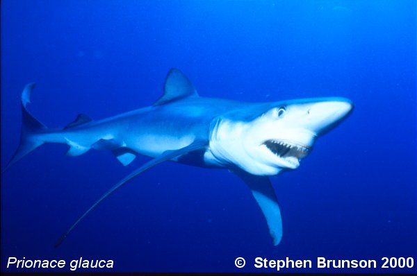 The world's most abundant oceanic shark, the blue shark (Prionace glauca) is a migrant in both the Atlantic and Pacific, but little is known about its migrations. Research based on blue shark tagging has indicated that they travel with the seasons as water cools. They also appear to have mating grounds in several areas, including the north Pacific and off the coast of Portugal