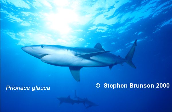 The world's most abundant oceanic shark, the blue shark (Prionace glauca) is a migrant in both the Atlantic and Pacific, but little is known about its migrations. Research based on blue shark tagging has indicated that they travel with the seasons as water cools. They also appear to have mating grounds in several areas, including the north Pacific and off Portugal
