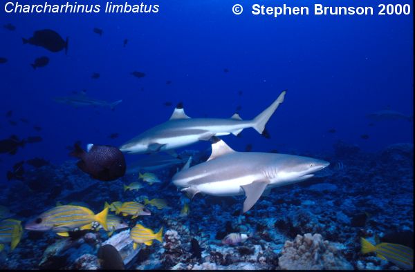 The conspicuously black-tipped fins of this shark are often seen in tropical and subtropical seas. Fishermen have watched groups of blacktip sharks, <I>Charcharhinus limbatus</I>, soaring upward in the sea to hit a school of prey from below.