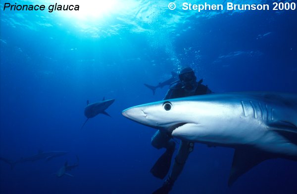 The world's most abundant oceanic shark, the blue shark (Prionace glauca) is a migrant in both the Atlantic and Pacific, but little is known about its migrations. Research based on blue shark tagging has indicated that they travel with the seasons as water cools. They also appear to have mating grounds in several areas, including the north Pacific and off the coast of Portugal