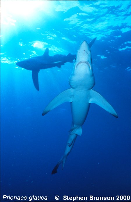 The world's most abundant oceanic shark, the blue shark (Prionace glauca) is a migrant in both the Atlantic and Pacific, but little is known about its migrations. Research based on blue shark tagging has indicated that they travel with the seasons as water cools. They also appear to have mating grounds in several areas, including the north Pacific and off the coast of Portugal