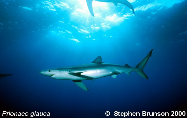 The world's most abundant oceanic shark, the blue shark (Prionace glauca) is a migrant in both the Atlantic and Pacific, but little is known about its migrations. Research based on blue shark tagging has indicated that they travel with the seasons as water cools. They also appear to have mating grounds in several areas, including the north Pacific and off the coast of Portugal