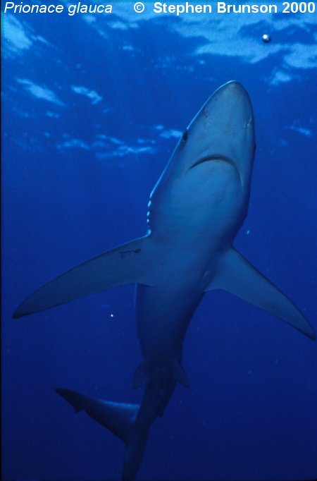 The world's most abundant oceanic shark, the blue shark (Prionace glauca) is a migrant in both the Atlantic and Pacific, but little is known about its migrations. Research based on blue shark tagging has indicated that they travel with the seasons as water cools. They also appear to have mating grounds in several areas, including the north Pacific and off the coast of Portugal