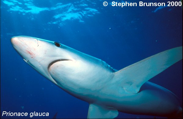 The world's most abundant oceanic shark, the blue shark (Prionace glauca) is a migrant in both the Atlantic and Pacific, but little is known about its migrations. Research based on blue shark tagging has indicated that they travel with the seasons as water cools. They also appear to have mating grounds in several areas, including the north Pacific and off the coast of Portugal