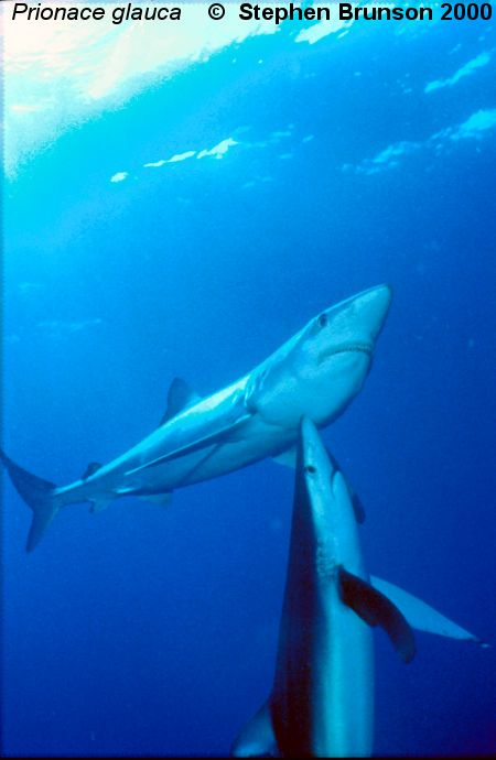 The world's most abundant oceanic shark, the blue shark (Prionace glauca) is a migrant in both the Atlantic and Pacific, but little is known about its migrations. Research based on blue shark tagging has indicated that they travel with the seasons as water cools. They also appear to have mating grounds in several areas, including the north Pacific and off the coast of Portugal