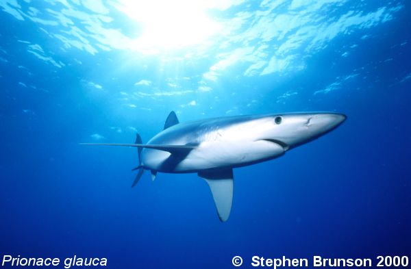 The world's most abundant oceanic shark, the blue shark (Prionace glauca) is a migrant in both the Atlantic and Pacific, but little is known about its migrations. Research based on blue shark tagging has indicated that they travel with the seasons as water cools. They also appear to have mating grounds in several areas, including the north Pacific and off the coast of Portugal