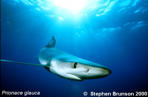 The world's most abundant oceanic shark, the blue shark (Prionace glauca) is a migrant in both the Atlantic and Pacific, but little is known about its migrations. Research based on blue shark tagging has indicated that they travel with the seasons as water cools. They also appear to have mating grounds in several areas, including the north Pacific and off the coast of Portugal