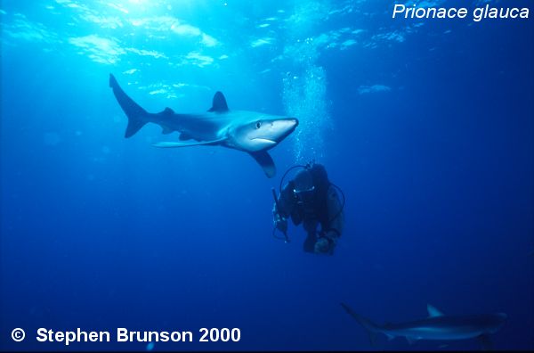 The world's most abundant oceanic shark, the blue shark (Prionace glauca) is a migrant in both the Atlantic and Pacific, but little is known about its migrations. Research based on blue shark tagging has indicated that they travel with the seasons as water cools. They also appear to have mating grounds in several areas, including the north Pacific and off the coast of Portugal