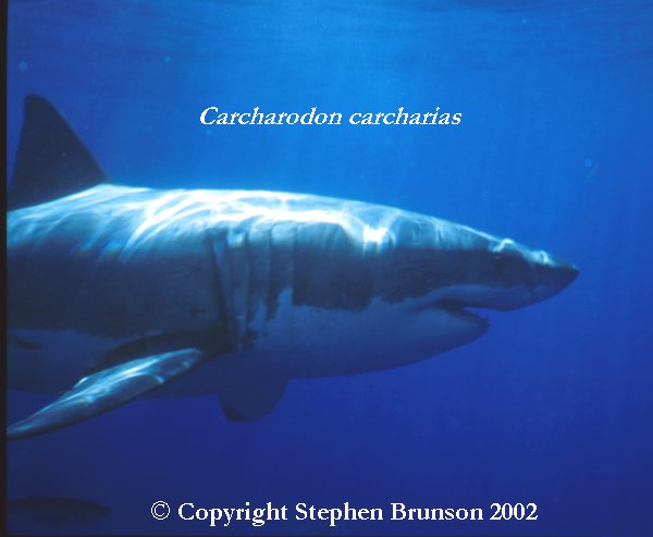 The great white shark is one of the most efficient predators on Earth, able to locate its prey with astounding accuracy and kill it with a single, devastating bite. The Great White Shark, Carcharodon carcharias, belongs to the group known as mackerel sharks. Other species in this group include the salmon shark, shortfin mako, longfin mako, and porbeagle.