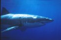 The Great White Sharks belongs to the group known as mackerel sharks