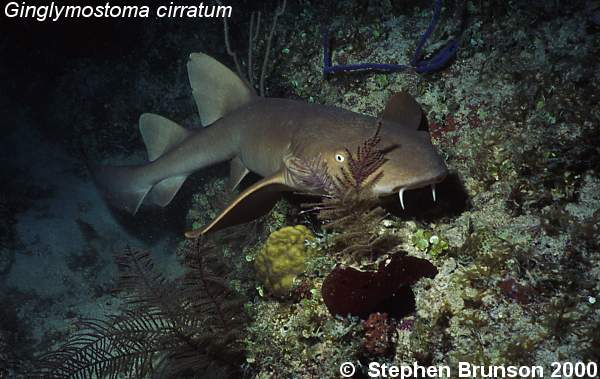 Nurse sharks are distinguished by fleshy appendages resembling fangs that hang below their nose and provide a sense of touch that helps nurse sharks to locate food on the bottom of the ocean floor. Nurse sharks,<i> Ginglymostoma cirratum</i>, are sluggish bottom dwellers, congregating in large schools on the sea floor.