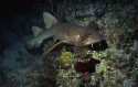 Nurse sharks Ginglymostoma cirratum are sluggish bottom dwellers, congregating in large schools on the sea floor