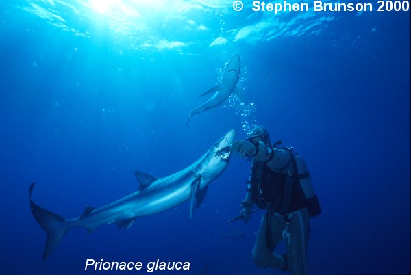 The world's most abundant oceanic shark, the blue shark (Prionace glauca) is a migrant in both the Atlantic and Pacific, but little is known about its migrations. Research based on blue shark tagging has indicated that they travel with the seasons as water cools. They also appear to have mating grounds in several areas, including the north Pacific and off the coast of Portugal