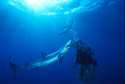 This is a special photograph of Robert Cranston feeding a large blue shark, with other blues and mako sharks swimming around, 50 miles offshore from the San Diego coastline