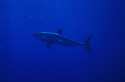 The Mako, Isurus oxyrynchus, is a large, swift, and dangerous shark, and has been clocked swimming at 20 miles an hour, the fastest speed ever recorded for a shark