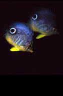 This pair of Foureye Butterflyfish were staying close together for protection at night. They also stay close together during courtship, mating dances, and selecting spots for egg-laying