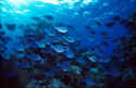 Of the seventy five species of surgeonfish, four are found in North America, among them the Blue Tang and Yellow-Tailed Surgeonfish