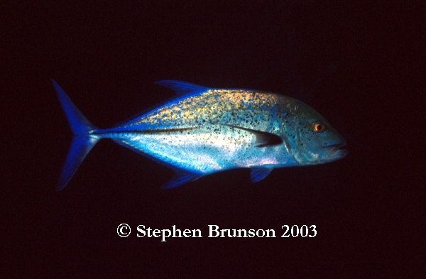 At night the parrotfish encloses itself inside a mucous 'cocoon' so it cannot be found - it may take it as much as half an hour in the morning to break out of its own creation.