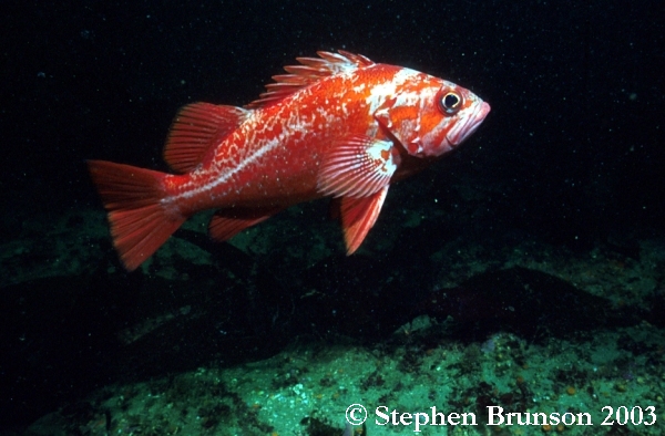 At night the parrotfish encloses itself inside a mucous 'cocoon' so it cannot be found - it may take it as much as half an hour in the morning to break out of its own creation.