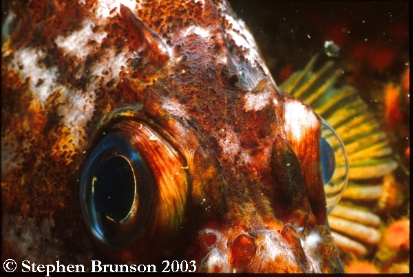 At night the parrotfish encloses itself inside a mucous 'cocoon' so it cannot be found - it may take it as much as half an hour in the morning to break out of its own creation.