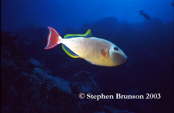 At night the parrotfish encloses itself inside a mucous 'cocoon' so it cannot be found - it may take it as much as half an hour in the morning to break out of its own creation.