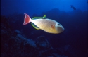 The False Moorish Idol feeds mainly on plankton; with adults swimming in large schools, and younger fish congregating around outer slopes of coral reefs