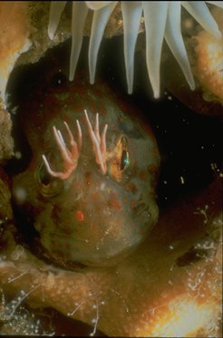 At night the parrotfish encloses itself inside a mucous 'cocoon' so it cannot be found - it may take it as much as half an hour in the morning to break out of its own creation.