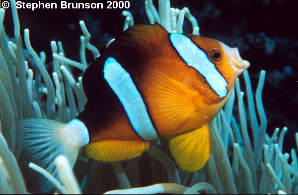 The most common anemone to act as host to the clownfish is the large stoichactis species.Through years of evolution, the clownfish has become immune to the poison of the anemone, by covering itself in a protective mucous. If the mucous is washed away, the clownfish will once again be vulnerable to the anemone's deadly sting.