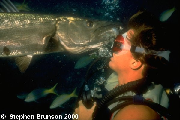 This is the famous Smokey the Barracuda, seen on the cover of skin diver magazine many times