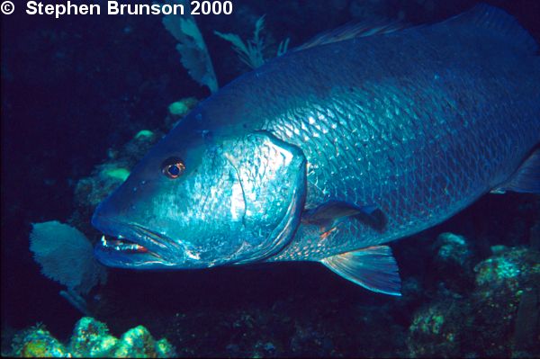 The gray snapper, as with the rest of the Lutjanus family, are commercially fished all over the world, and are well known as some of the best tasting fish in the ocean.  Some of the types include the Lane snapper, the Red snapper, Cherry snapper, Yellowtail snapper, and about 14 other species thoughout North America in the Atlantic Ocean.