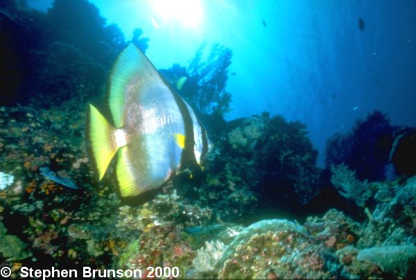 The Dusky Batfish,Plantax pinnatus, dwell against walls, coral reefs, caves, and rocky overhangs at depths 100 feet and more. They are mainly solitary creatures. Amazingly enough, the Dusky batfish eats Jellyfish along with algae and other invertebrates.