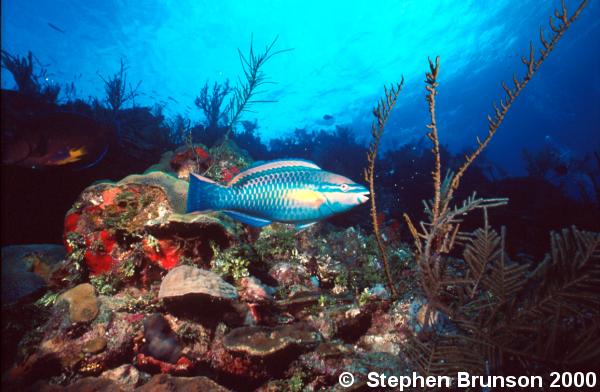 At night the parrotfish encloses itself inside a mucous 'cocoon' so it cannot be found - it may take it as much as half an hour in the morning to break out of its own creation.