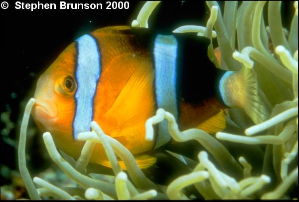 The most common anemone to act as host to the clownfish is the large <i>stoichactis</i> species.Through years of evolution, the clownfish has become immune to the poison of the anemone, by covering itself in a protective mucous. If the mucous is washed away, the clownfish will once again be vulnerable to the anemone's deadly sting.