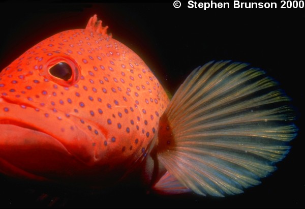 Groupers have 9 to 11 prominent spines on the front part of their dorsal fins. The grouper is a heavybodied and sedentary fish, sometimes called a rockckfish.