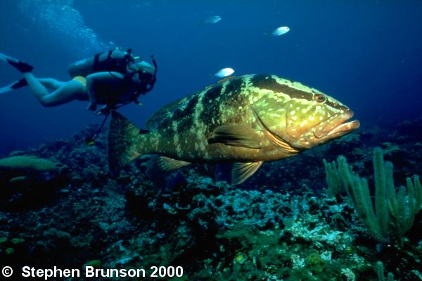 The Nassau grouper of the Caribbean is about 3 feet long. It takes positions near coral reefs and makes dashes for crabs, cuttlefish, and other prey, which it crushes with its powerful jaws. This is a Nassau Grouper, photographed in the Bay Islands of Roatan which always seemed to be very curious and sociable with divers.
