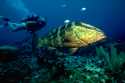 This is a Nassau Grouper, photographed in the Bay Islands of Roatan