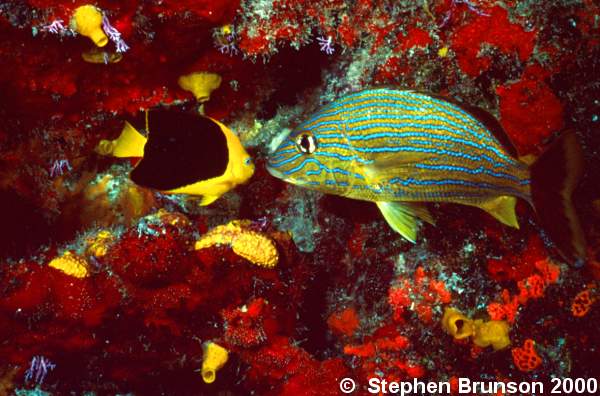 Angelfish is a name used for several different fishes, including the true angelfishes, Pomacanthidae and the butterfly fishes Chaetodontidae.  Angelfishes differ from butterfly fishes in having a spine near the lower edge of the gill cover.  These laterally compressed fishes are among the most beautiful of the tropical reef fishes. I photographed this image of a Rock Beauty and a Bluestriped Grunt under a brightly colored overhang in Cozumel.