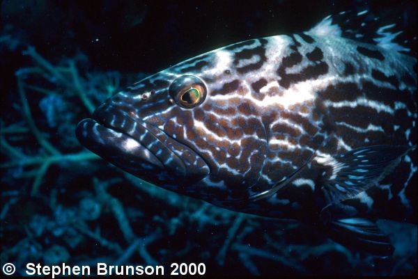 The Nassau grouper of the Caribbean is about 3 feet long. It takes positions near coral reefs and makes dashes for crabs, cuttlefish, and other prey, which it crushes with its powerful jaws. This is a Nassau Grouper, photographed in the Bay Islands of Roatan which always seemed to be very curious and sociable with divers.